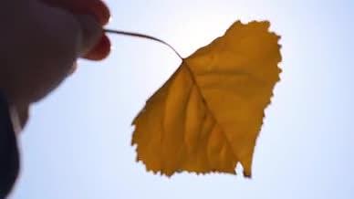 4k实拍唯美手持树叶阳光透过树叶视频的预览图